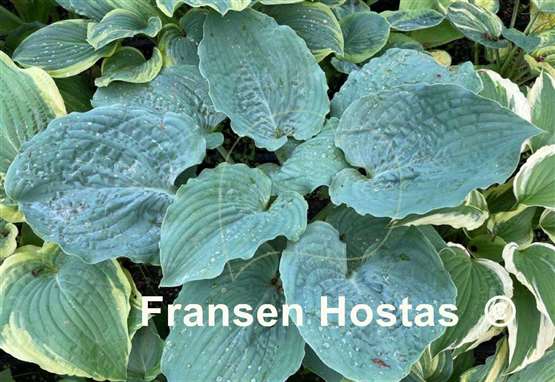 Hosta Ruffles n Ridges